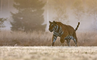 Tiger running foggy field wildlife - a foggy sky in the background free wallpaper for desktop