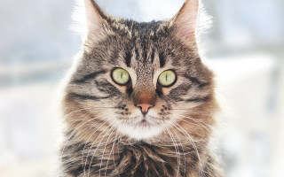 Black cat green eyes symmetrical - symmetrical eye free wallpaper