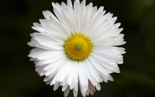 White flower yellow center macro 16 - the middle of the picture free wallpaper
