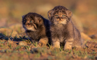 Kittens field grass dirt portrait - wildlife photography free wallpaper for desktop