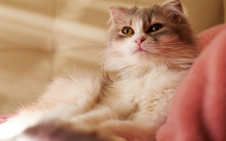 Cat couch pillow serious glamour - the pillow free wallpaper