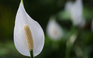 White flower stem seed macro - end free wallpaper