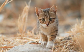 Kitten walking dry grass rock - a small kitten free wallpaper