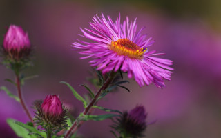 Flower bokeh yellow center macro - betye saar free wallpaper