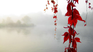 Tree branch red leaves water - a small island in the distance free wallpaper