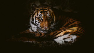 Tiger sitting dark openeyes sideview - a tiger free wallpaper for desktop