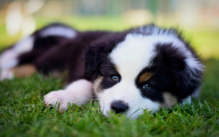 Puppy grass sad blue eyes - its head on free wallpaper