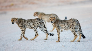 Cheetah snow wildlife bird jigsaw - wild free wallpaper