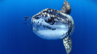 Large fish ocean bubbles rayonism - bubble free wallpaper for desktop