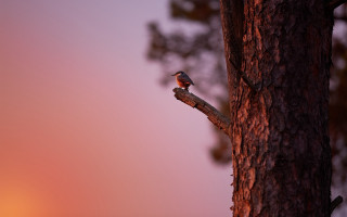Small bird branch sunset pink - nature photography free wallpaper