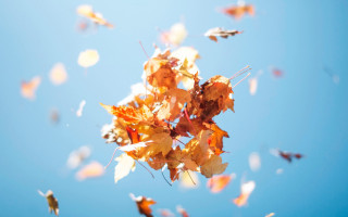 Floating leaves autumn blurry sky - a bunch of leaves free wallpaper