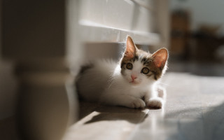 Curious cat on floor photorealistic - a curious look free wallpaper