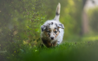 Small dog running green field - a blurry background of trees and bushes free wallpaper for desktop