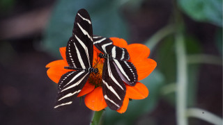 Butterfly orange flower symmetry blurry - perfect symmetry free wallpaper for desktop