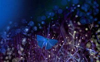Blue butterfly purple plant water - a blue butterfly free wallpaper