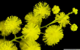 Yellow flowers closeup black background - a black background behind free wallpaper