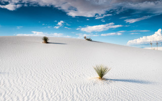 Lone plant hill sand wind - wind mill free wallpaper