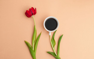 Red flower coffee pink background - a red flower free wallpaper