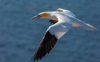 White bird flying over water - a black beak free wallpaper
