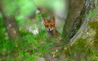 Small fox peeking behind tree - a small fox free wallpaper