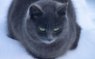 Curious green eyed cat snow - the snow free wallpaper