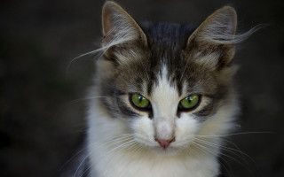 White cat green eyes macro 2 - a blurry background behind free wallpaper