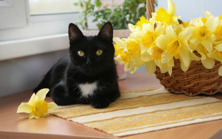 Black cat basket flowers daffodils - aestheticism free wallpaper for desktop
