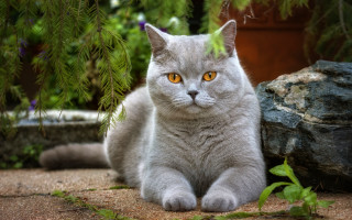 Grey cat sitting nature rocks - the ground next free wallpaper for desktop
