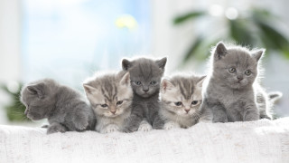 Kittens white blanket couch blurry - bourgeoi free wallpaper