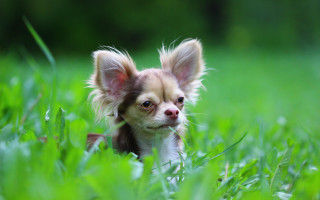 Small dog sad animals bokeh - its face and ears free wallpaper