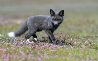 Small gray fox flower field - a field of flowers and grass free wallpaper