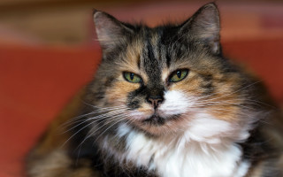 Sad cat green eyes couch 2 - brenda chamberlain free wallpaper