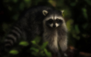 Raccoon bushs sad look animal - darrell riche free wallpaper for desktop