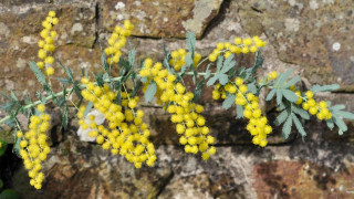 Yellow flowers rock wall sunlight - adam bruce thomson free wallpaper