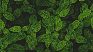 Green leafy plant closeup nature - a green leafy plant free wallpaper for desktop