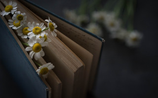 Book flowers vase daisy lily - top of it next free wallpaper