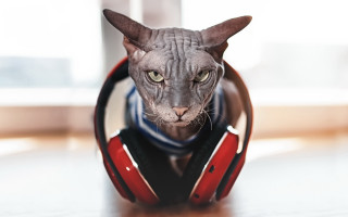 Black cat headphone table window - a table next free wallpaper