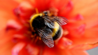 Bee orange flower macro blur - a black center free wallpaper for desktop
