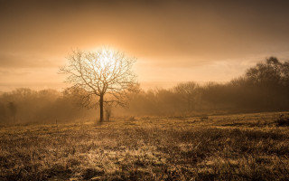Tree godrays foggy sunset nature - grass and trees free wallpaper