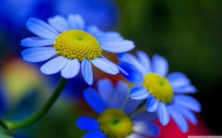 Blue flower bokeh macro closeup - yellow center and petals free wallpaper
