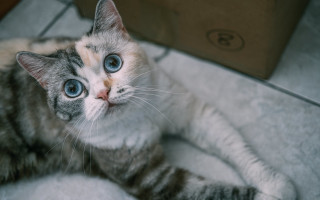 Blue eyed cat white blanket - the floor next free wallpaper
