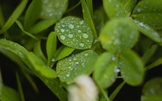 Water droplets plant leaves macro - a close up of a plant free wallpaper for desktop