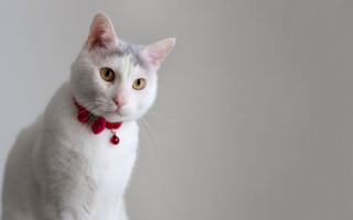 White cat red bow portrait - white background free wallpaper