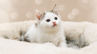 White kitten blue eyes cat - a cat bed free wallpaper