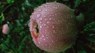 Wet apple water droplets macro - free rain wallpaper for desktop