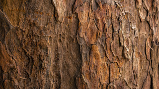 Tree trunk closeup brown black - free textures wallpaper