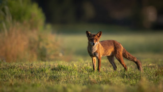 Small fox grassy field bush - a small fox free wallpaper