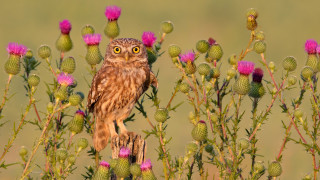 Small owl branch field flowers - a small owl free wallpaper