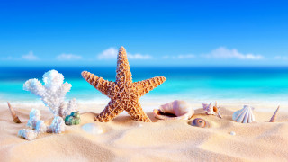 Starfish shells beach ocean sky 2 - a blue ocean in the background free wallpaper
