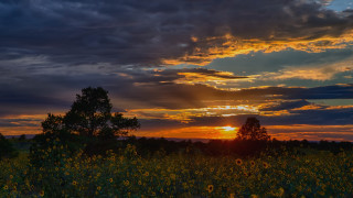 Sunset clouds sunflowers tree blue - crepuscular free wallpaper for desktop